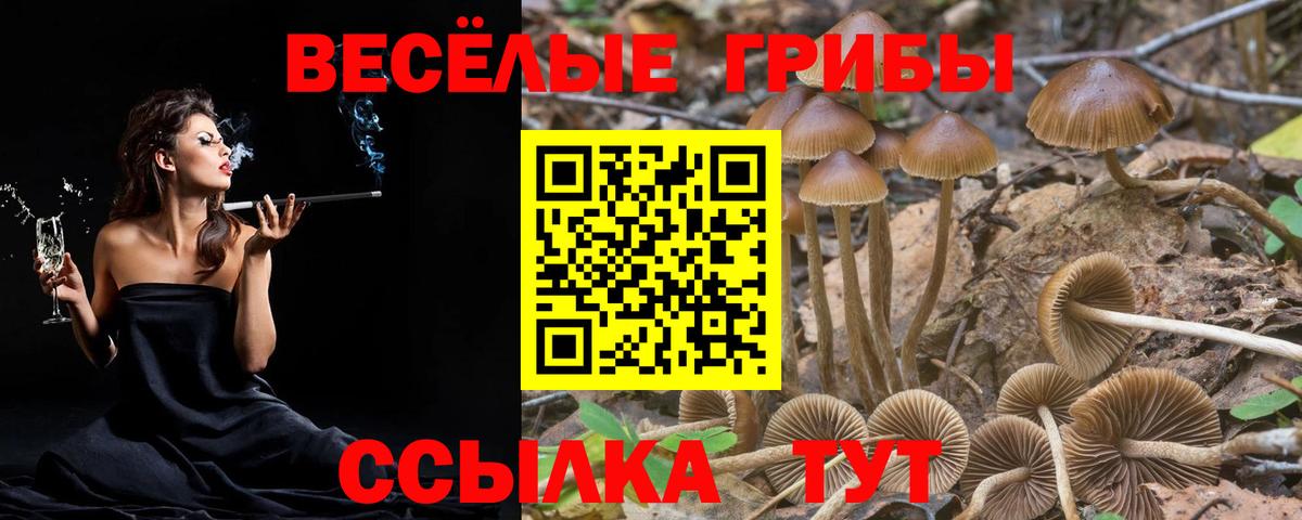 Псилоцибиновые грибы Cubensis Великие Луки